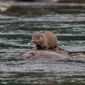 Loutre tropicale