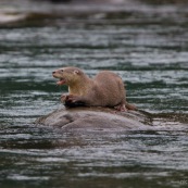 Loutre neotropicale