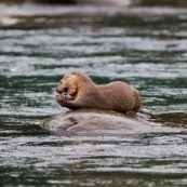 Loutre neotropicale