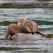 Loutre neotropicale