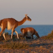 Guanaco