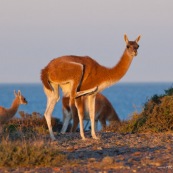 Lama au bord de mer