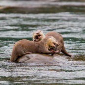 Loutre neotropicale