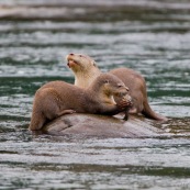 Loutre neotropicale