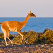 Lama au bord de mer