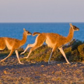 Lama au bord de mer