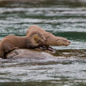 Loutre neotropicale