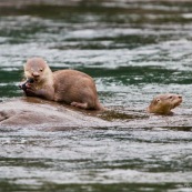 Loutre neotropicale