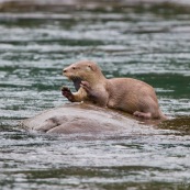 Loutre neotropicale