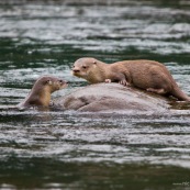 Loutre neotropicale