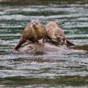 Loutre neotropicale