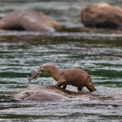 Loutre neotropicale