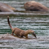 Loutre neotropicale