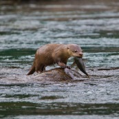 Loutre neotropicale