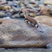 Loutre neotropicale