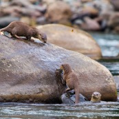 Loutre neotropicale