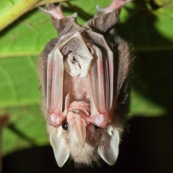 Chauve-souris sous une feuille