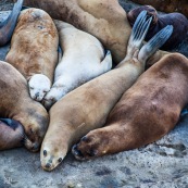 Tas d'otaries