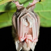 Chauve-souris sous une feuille