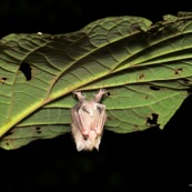 Chauve-souris sous une feuille