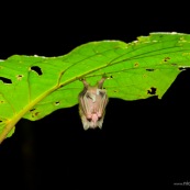 Chauve-souris sous une feuille