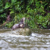 Loutre neotropicale