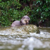 Loutre neotropicale