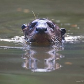 Nutria gigante