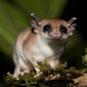 Marsupial ou opposum. Guyane.