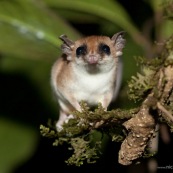 Marsupial ou opposum. Guyane.