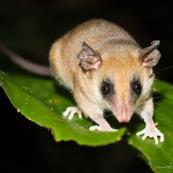 Marsupial Opossum