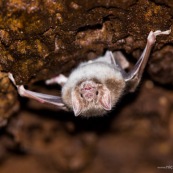 Chauve-souris vampire