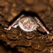 Chauve-souris vampire