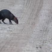 Agouti