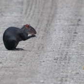 Agouti