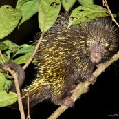 coendou bicolor