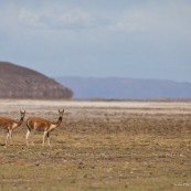 Lama
