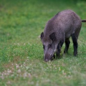 Sanglier