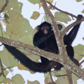 Singe araignée