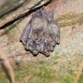 Grappe de chauve-souris chauve souris