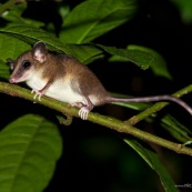 Opossum marsupial