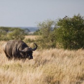 Bufles Farique du Sud