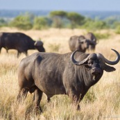 Bufles Farique du Sud