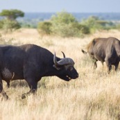 Bufles Farique du Sud