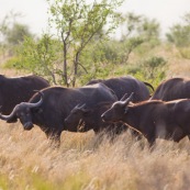 Bufles Farique du Sud