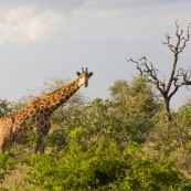 Girafe Afrique du Sud