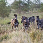 Zèbres Afrique du Sud