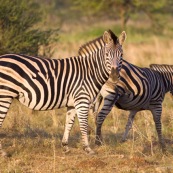 Zèbres Afrique du Sud