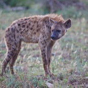 Hyène Afrique du Sud