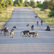 Babouins sur la route Afrique du Sud